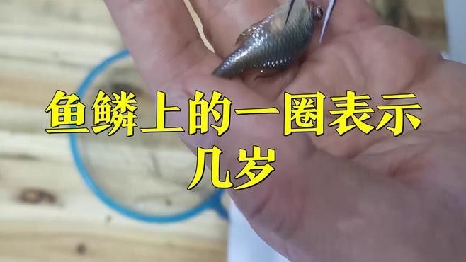 如何判斷藍寶石龍魚的年齡？（如何判斷一條魚的年齡）