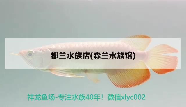 觀賞魚 都蘭水族店(森蘭水族館)(東莞都蘭水族店) 觀賞魚百科 都蘭水族店(森蘭水族館)(東莞都蘭水族店) 都蘭水族店(森蘭水族館)(東莞都蘭水族店) 觀賞魚百科