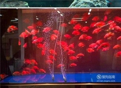 家庭魚缸適合養啥魚呢：家庭觀賞魚的選擇