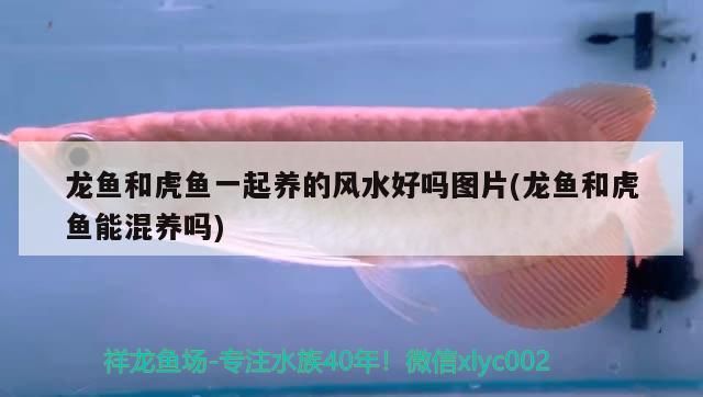 龍魚和虎魚一起養的風水好嗎圖片(龍魚和虎魚能混養嗎) 龍魚和虎魚一起養的風水好嗎圖片(龍魚和虎魚能混養嗎) 觀賞魚百科 第3張