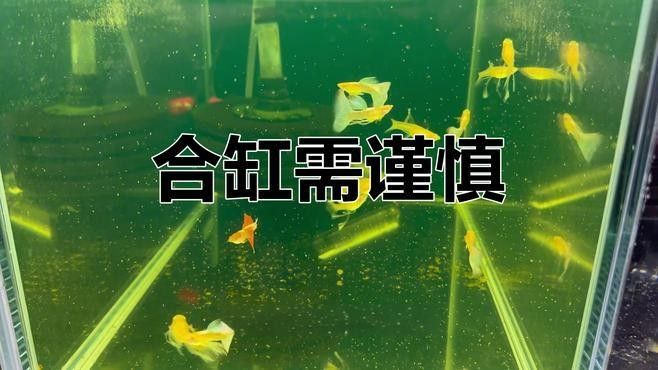 如何降低黃鰭鯧和龍魚混養的風險（氧寵博士龍魚混養的注意事項搜狐新聞龍魚混養注意事項）
