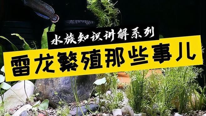如何判斷越南雷龍魚的雌雄？（雷龍魚如何繁殖,魚缸里繁殖攻略）