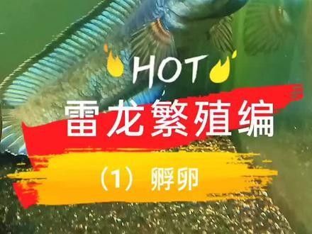 如何判斷越南雷龍魚的雌雄？（雷龍魚如何繁殖,魚缸里繁殖攻略）