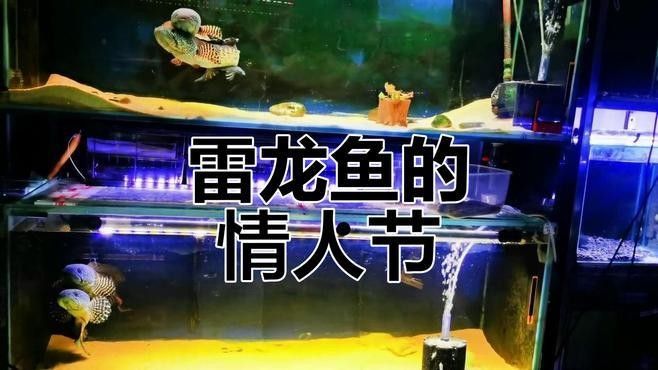 如何判斷越南雷龍魚的雌雄？（雷龍魚如何繁殖,魚缸里繁殖攻略）