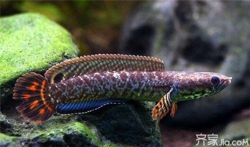 如何判斷越南雷龍魚的雌雄？（雷龍魚如何繁殖,魚缸里繁殖攻略）