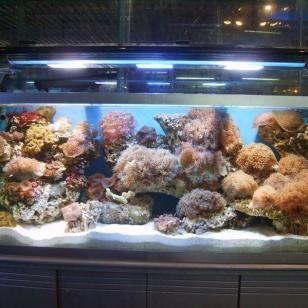 廣州買魚缸去哪里買便宜:在廣州買魚缸的便宜地點是基于搜索結果的建議結果的 觀賞魚百科 第4張 廣州買魚缸去哪里買便宜:在廣州買魚缸的便宜地點是基于搜索結果的建議結果的 廣州買魚缸去哪里買便宜:在廣州買魚缸的便宜地點是基于搜索結果的建議結果的 觀賞魚百科 第4張
