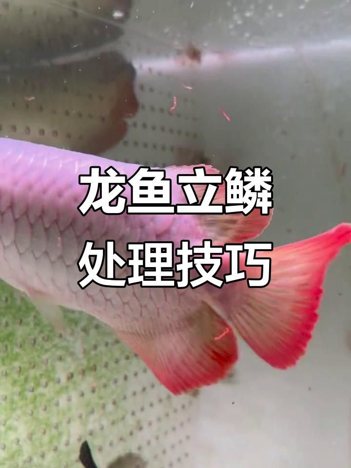 龍魚加鹽升溫需要幾天（龍魚加鹽升溫怎么辦）