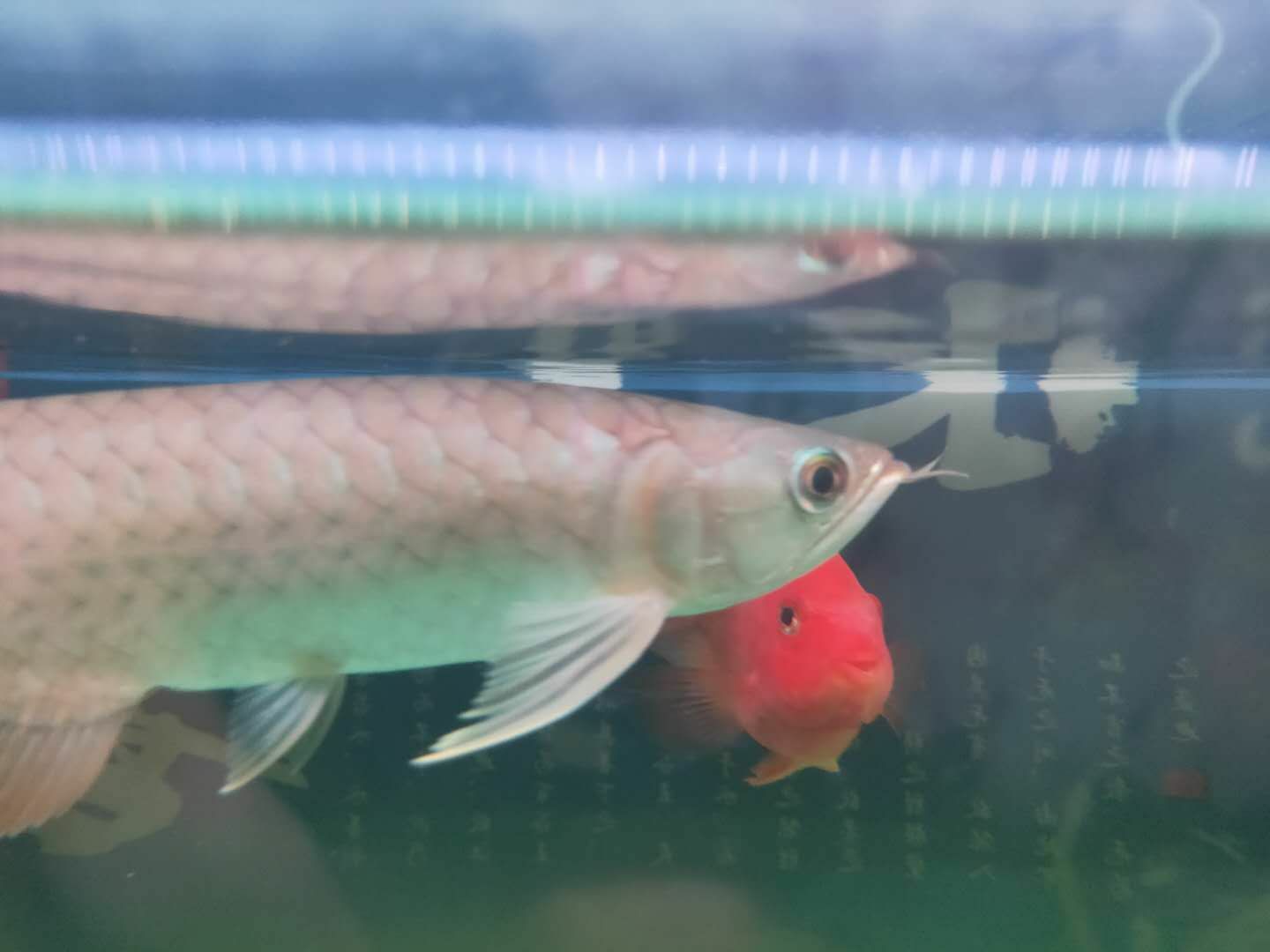 索迪卡紅龍20公分（索迪卡紅龍20公分是一種大型的觀賞魚，魚友：號半的干活）
