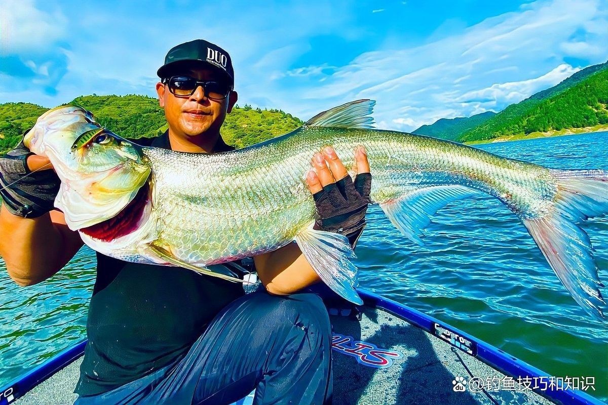 龍魚翹嘴的餌料有哪些？（釣翹嘴用什么餌料） 龍魚翹嘴的餌料有哪些？（釣翹嘴用什么餌料） 龍魚百科 第10張