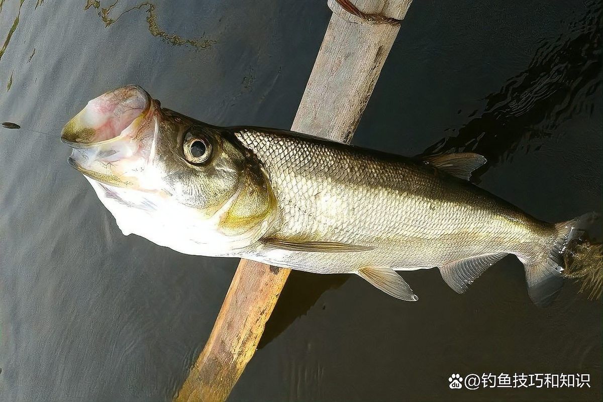龍魚翹嘴的餌料有哪些？（釣翹嘴用什么餌料） 龍魚翹嘴的餌料有哪些？（釣翹嘴用什么餌料） 龍魚百科 第12張