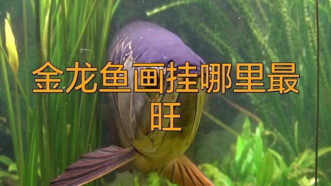 聚財(cái)金龍插畫的價(jià)格范圍（聚財(cái)金龍插畫哪個(gè)平臺(tái)有售） 聚財(cái)金龍插畫的價(jià)格范圍（聚財(cái)金龍插畫哪個(gè)平臺(tái)有售） 龍魚百科 第2張