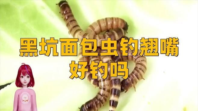 面包蟲釣魚十大忌諱（面包蟲釣魚十大忌諱劇癮雷達d）