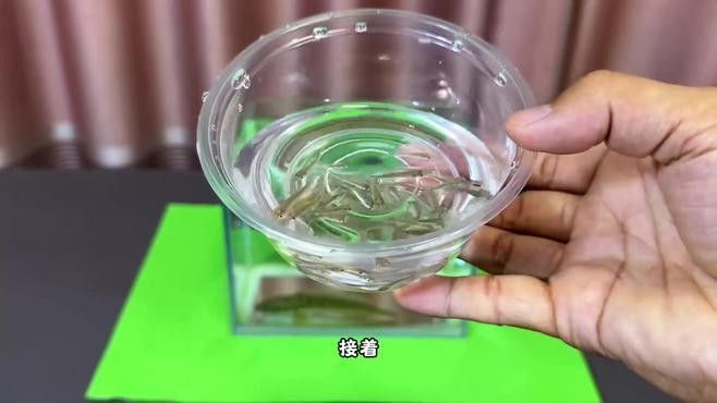 龍魚不吃什么小魚（龍魚不吃什么小魚實測汪醬拆家日志聽拆家日志聽）