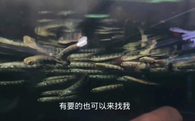 紅帝王雷龍魚苗的價格是多少 紅帝王雷龍魚苗的價格是多少 龍魚百科 第3張