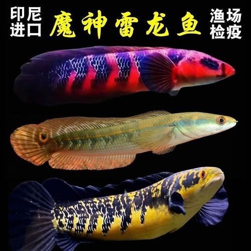 紅帝王雷龍魚苗的價格是多少 紅帝王雷龍魚苗的價格是多少 龍魚百科 第4張