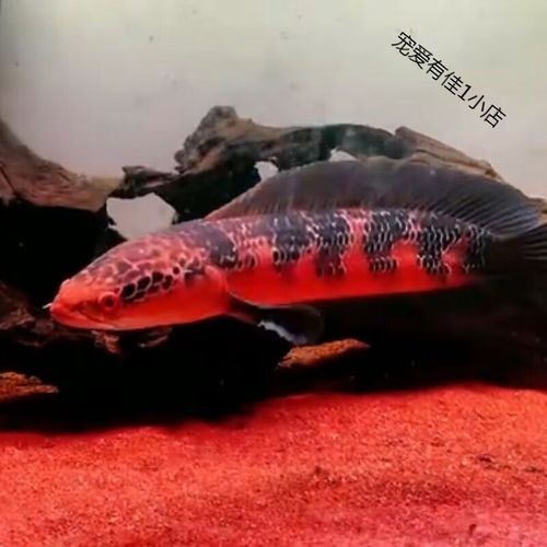 紅帝王雷龍魚苗的價格是多少 紅帝王雷龍魚苗的價格是多少 龍魚百科 第6張