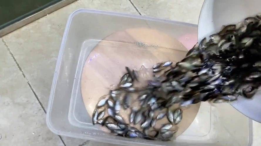 紅帝王雷龍魚苗的價格是多少 紅帝王雷龍魚苗的價格是多少 龍魚百科 第2張