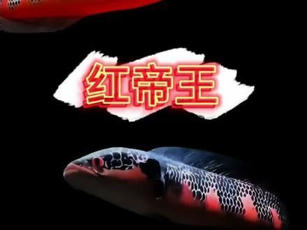 紅帝王雷龍魚苗的價格是多少 紅帝王雷龍魚苗的價格是多少 龍魚百科 第11張