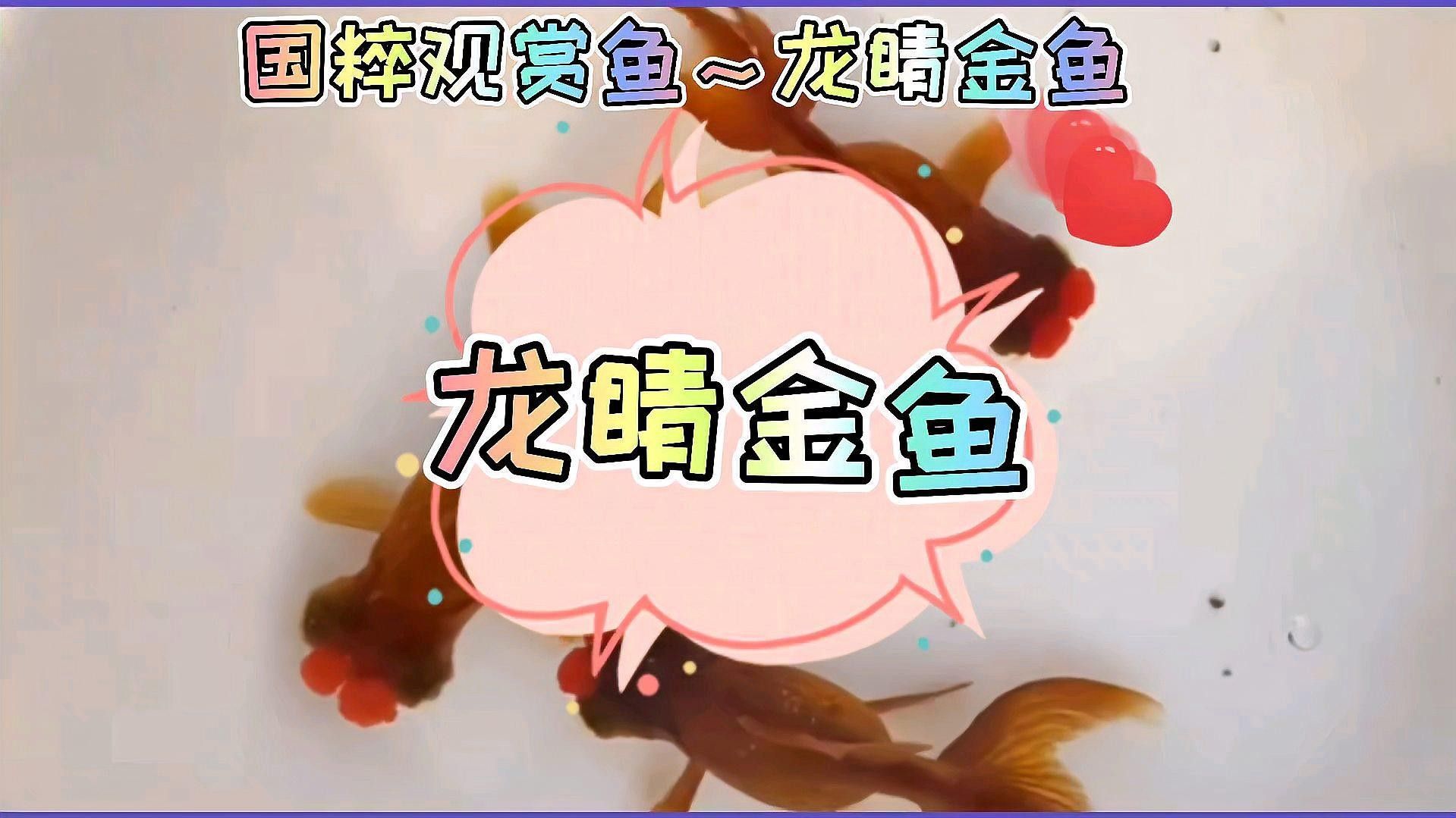 龍睛魚的主要產地有哪些