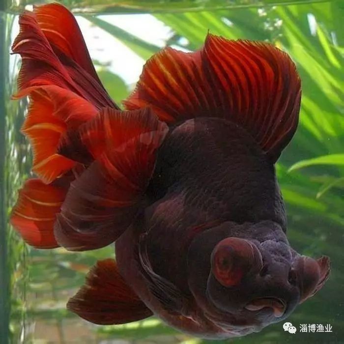 龍睛魚的主要產(chǎn)地有哪些