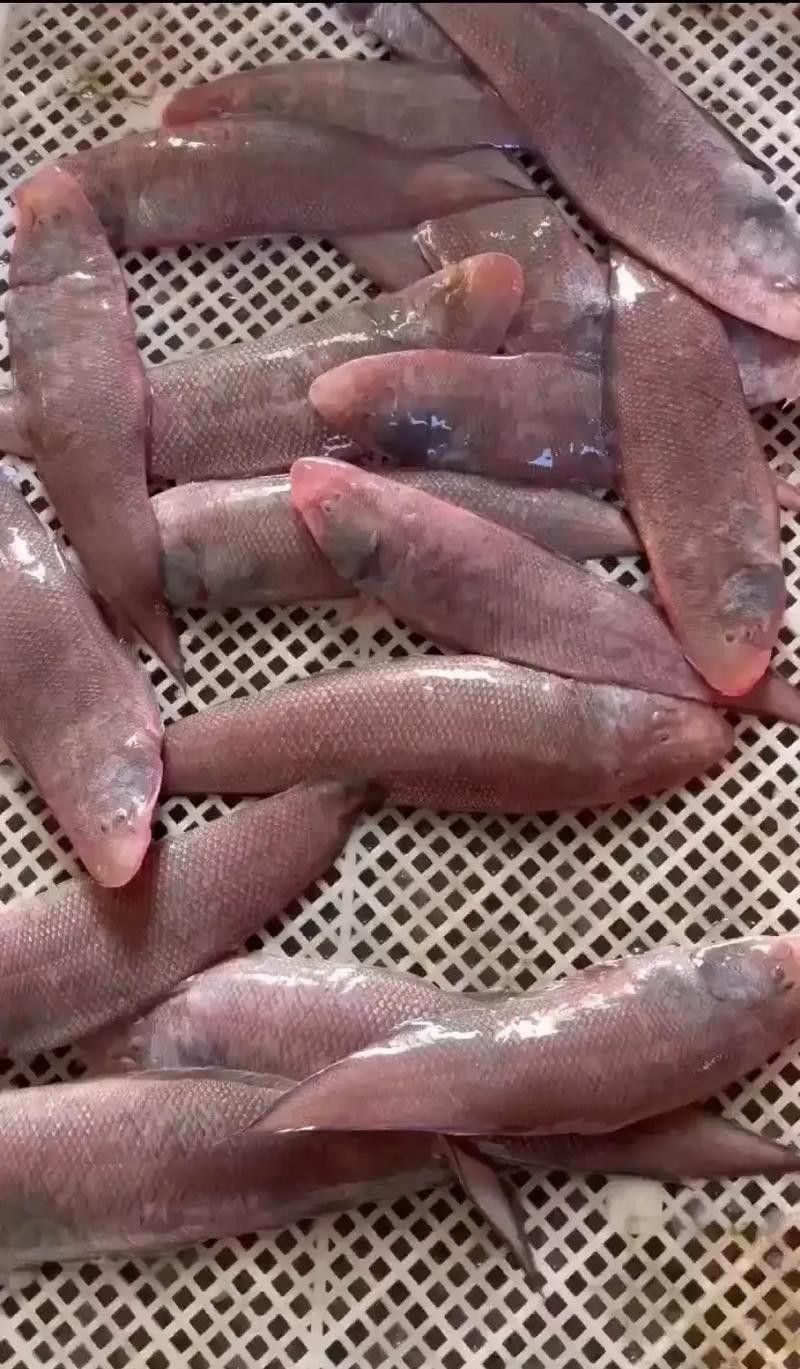 利通龍魚 觀賞魚百科 第2張 利通龍魚 利通龍魚 觀賞魚百科 第2張