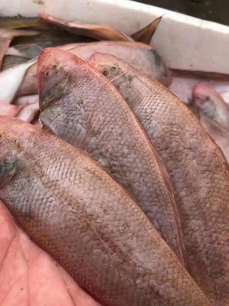 利通龍魚 觀賞魚百科 第5張 利通龍魚 利通龍魚 觀賞魚百科 第5張