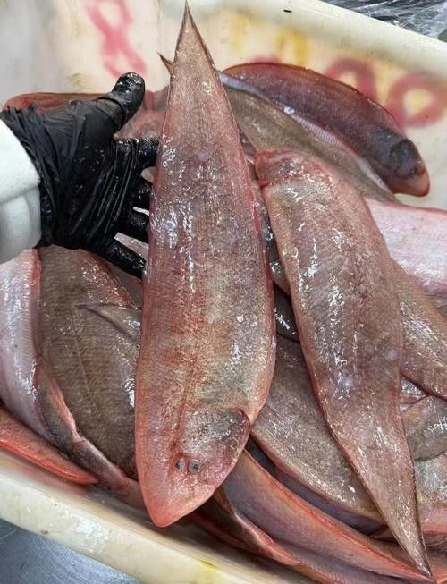 利通龍魚 觀賞魚百科 第6張 利通龍魚 利通龍魚 觀賞魚百科 第6張