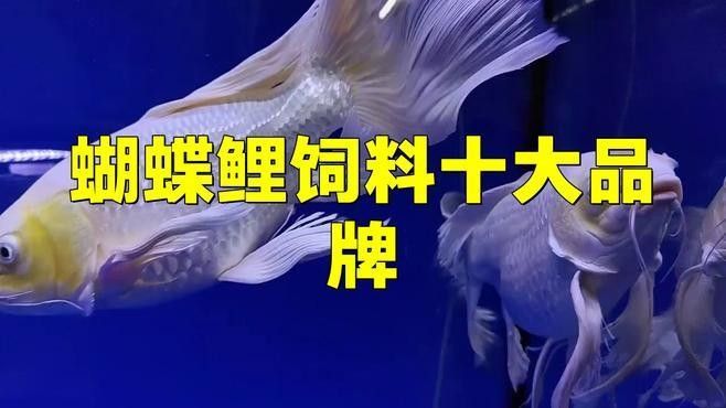蝴蝶鯉十大名牌排名（蝴蝶鯉十大名牌排名蝴蝶鯉魚糧哪個牌子好）