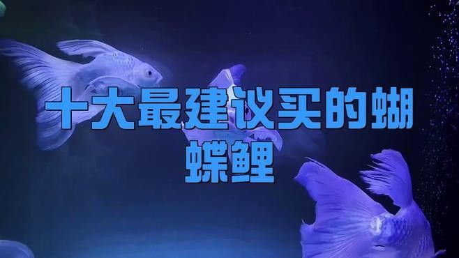 蝴蝶鯉十大名牌排名（蝴蝶鯉十大名牌排名蝴蝶鯉魚糧哪個牌子好）
