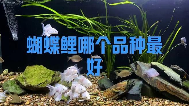 蝴蝶鯉十大名牌排名（蝴蝶鯉十大名牌排名蝴蝶鯉魚糧哪個牌子好）