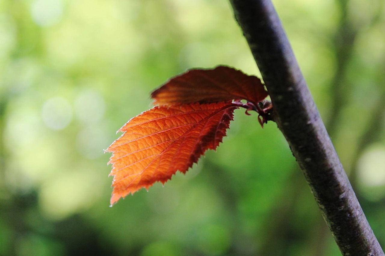 紅白色的金魚胸（全身銀白色的金魚） 紅白色的金魚胸（全身銀白色的金魚） 觀賞魚百科 第3張