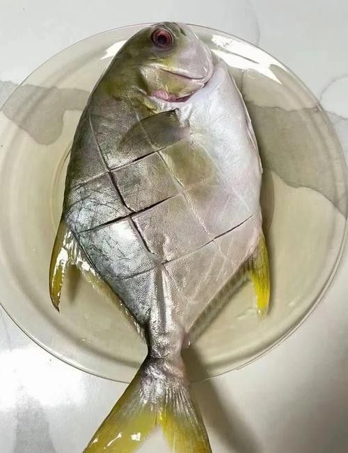 廣東湛江金鯧魚