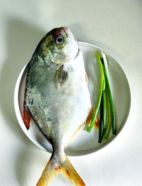 廣東湛江金鯧魚
