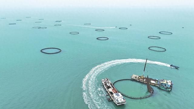 廣東湛江金鯧魚