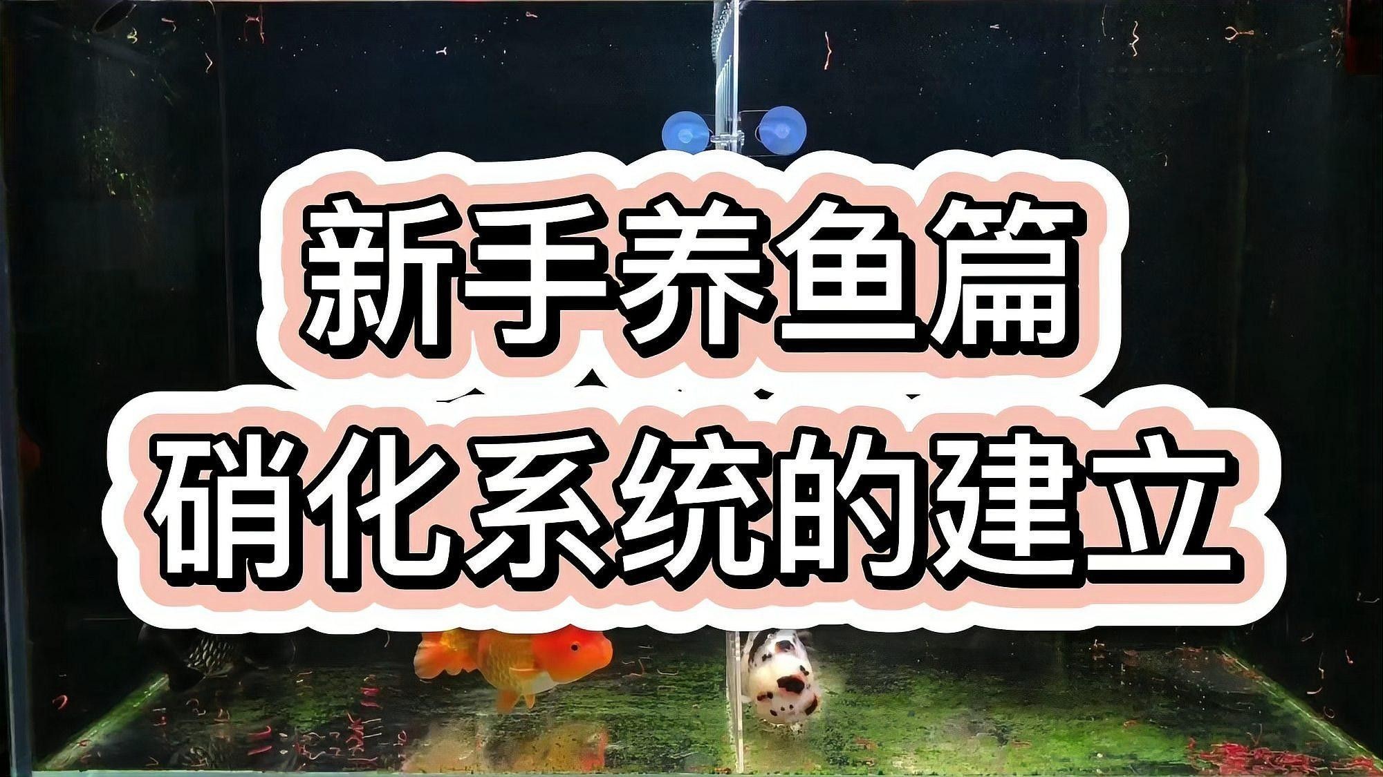 如何重建魚缸的硝化系統（如何重建魚缸硝化系統）