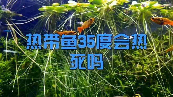 龍魚高溫多久會死（高溫季節龍魚養殖，你的魚養對了嗎）