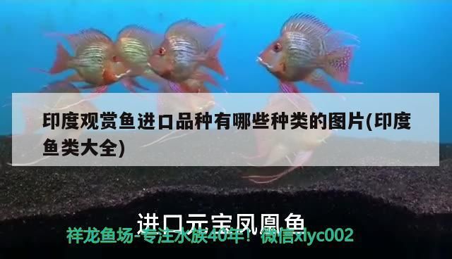定西觀賞魚市場看著舒服 觀賞魚百科 第2張 定西觀賞魚市場看著舒服 定西觀賞魚市場看著舒服 觀賞魚百科 第2張