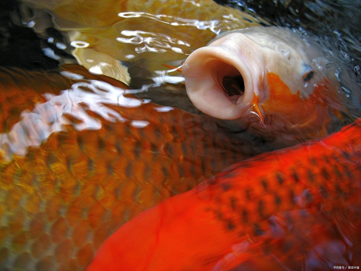 龍魚張嘴抽搐最簡單解決方法