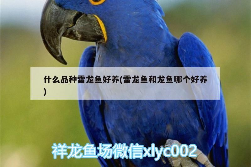 什么品種雷龍魚好養(yǎng)(雷龍魚和龍魚哪個好養(yǎng)) 什么品種雷龍魚好養(yǎng)(雷龍魚和龍魚哪個好養(yǎng)) 觀賞魚百科