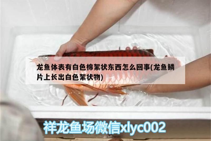龍魚體表有白色棉絮狀東西怎么回事(龍魚鱗片上長出白色絮狀物) 龍魚體表有白色棉絮狀東西怎么回事(龍魚鱗片上長出白色絮狀物) 觀賞魚百科