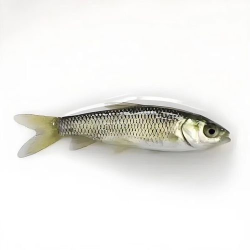 眼斑魚多少錢一條