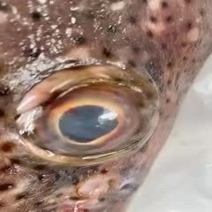 眼斑魚多少錢一條
