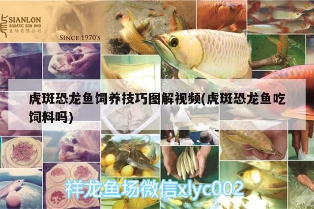虎斑恐龍魚飼養(yǎng)技巧圖解視頻(虎斑恐龍魚吃飼料嗎)（虎斑恐龍魚飼養(yǎng)技巧圖解）