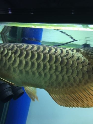 金龍魚爬背后還會反垢嗎