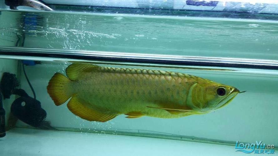 金龍魚爬背后還會反垢嗎