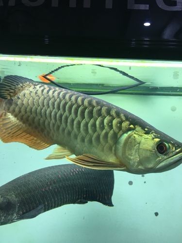 金龍魚爬背后還會反垢嗎