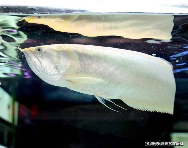 金龍魚爬背后還會反垢嗎