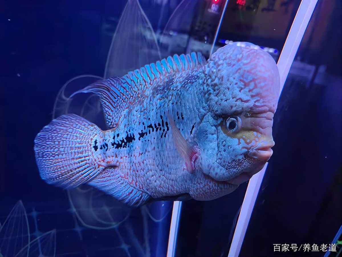 龍魚和蝴蝶鯉混養需要哪些躲避物