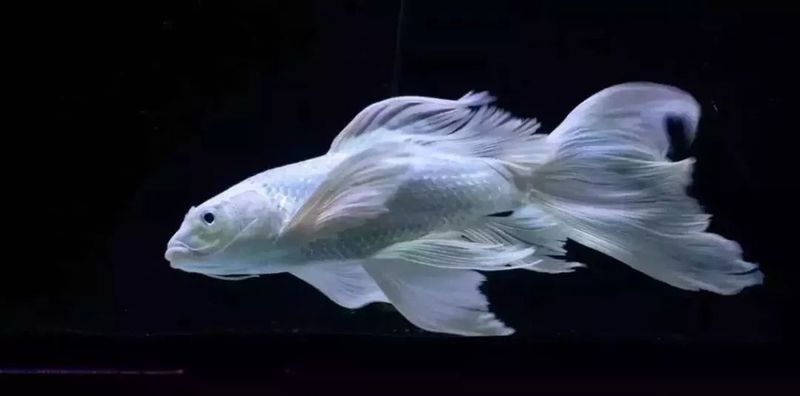 龍魚和蝴蝶鯉混養需要哪些躲避物