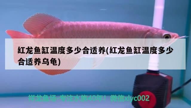 紅龍魚缸溫度多少合適養(紅龍魚缸溫度多少合適養烏龜) 紅龍魚缸溫度多少合適養(紅龍魚缸溫度多少合適養烏龜) 觀賞魚百科